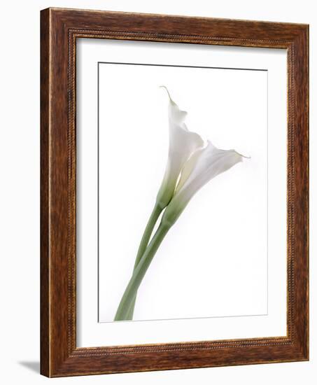 Calla Lily-Anna Miller-Framed Photographic Print