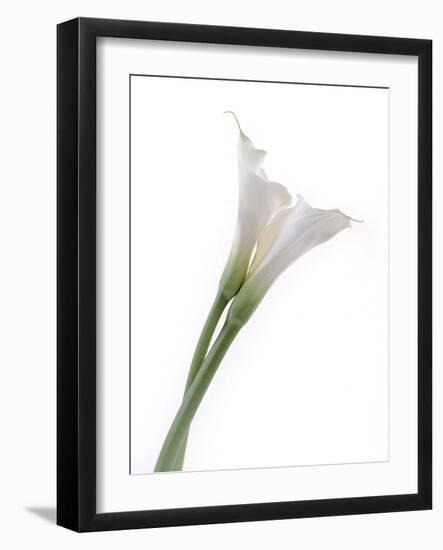 Calla Lily-Anna Miller-Framed Photographic Print