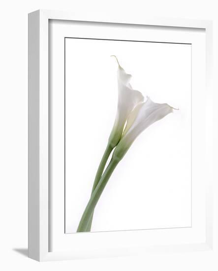 Calla Lily-Anna Miller-Framed Photographic Print