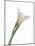 Calla Lily-Anna Miller-Mounted Photographic Print