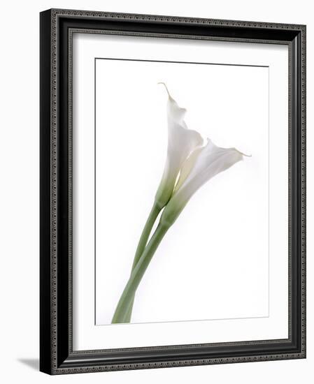 Calla Lily-Anna Miller-Framed Photographic Print