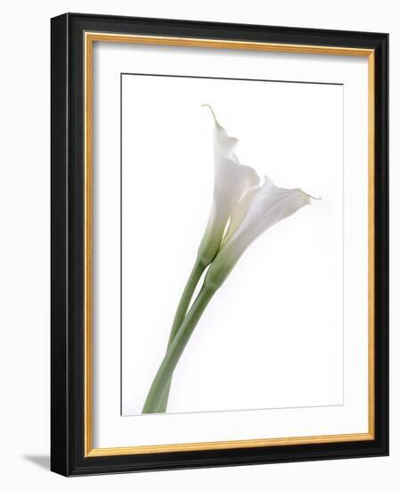 Calla Lily-Anna Miller-Framed Photographic Print