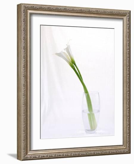 Calla Lily-Anna Miller-Framed Photographic Print