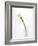 Calla Lily-Anna Miller-Framed Photographic Print