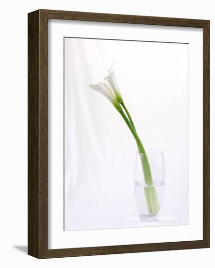 Calla Lily-Anna Miller-Framed Photographic Print