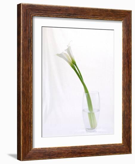 Calla Lily-Anna Miller-Framed Photographic Print