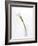 Calla Lily-Anna Miller-Framed Photographic Print