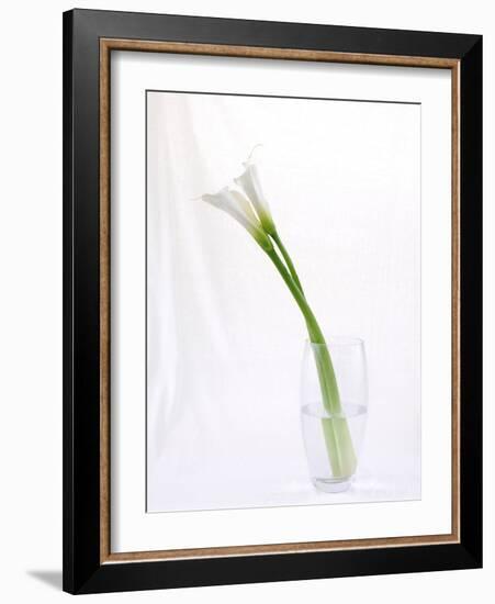 Calla Lily-Anna Miller-Framed Photographic Print