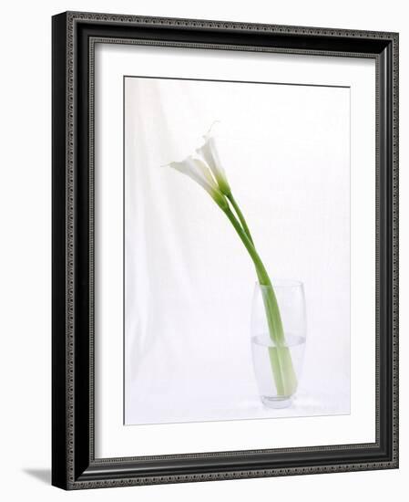 Calla Lily-Anna Miller-Framed Photographic Print