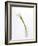 Calla Lily-Anna Miller-Framed Photographic Print