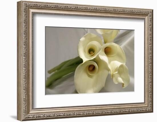 Calla Lily-Anna Miller-Framed Photographic Print