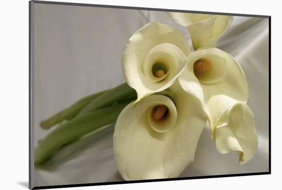 Calla Lily-Anna Miller-Mounted Photographic Print