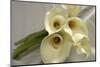 Calla Lily-Anna Miller-Mounted Photographic Print