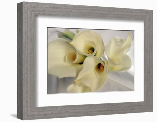 Calla Lily-Anna Miller-Framed Photographic Print