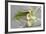 Calla Lily-Anna Miller-Framed Photographic Print