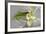 Calla Lily-Anna Miller-Framed Photographic Print