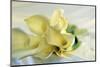 Calla Lily-Anna Miller-Mounted Photographic Print