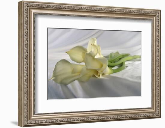 Calla Lily-Anna Miller-Framed Photographic Print