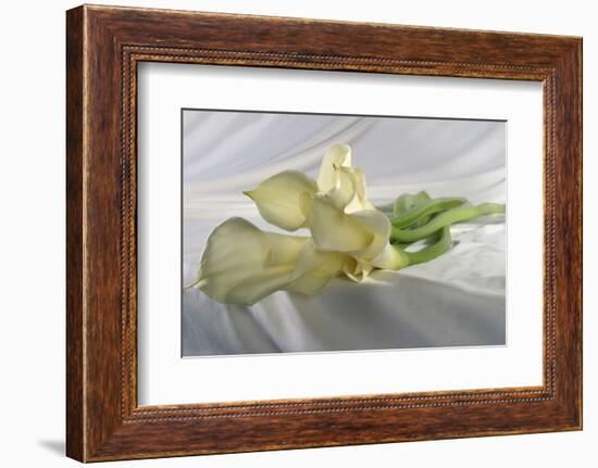 Calla Lily-Anna Miller-Framed Photographic Print