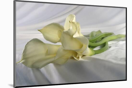 Calla Lily-Anna Miller-Mounted Photographic Print