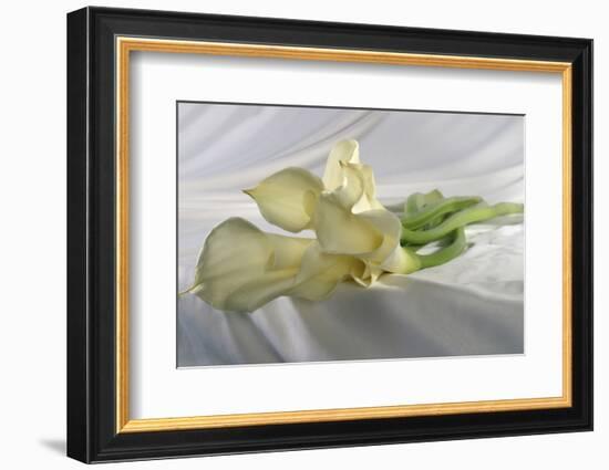 Calla Lily-Anna Miller-Framed Photographic Print