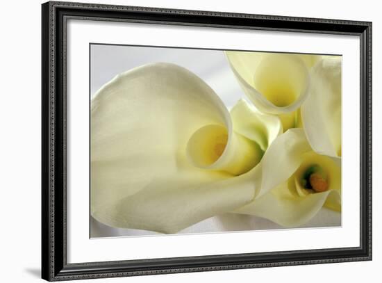 Calla Lily-Anna Miller-Framed Photographic Print