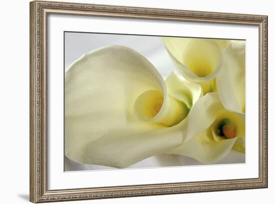 Calla Lily-Anna Miller-Framed Photographic Print