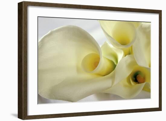 Calla Lily-Anna Miller-Framed Photographic Print