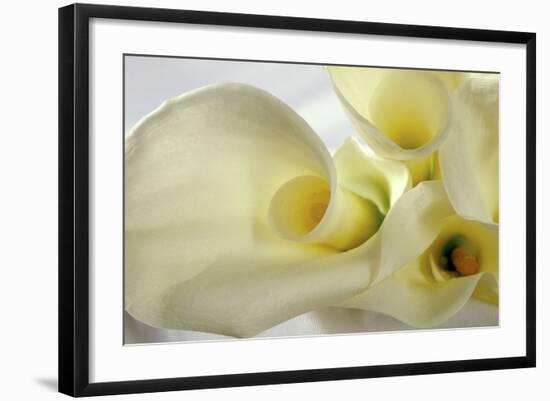 Calla Lily-Anna Miller-Framed Photographic Print