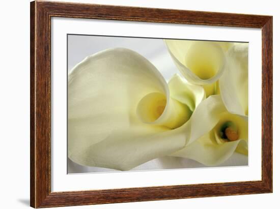 Calla Lily-Anna Miller-Framed Photographic Print