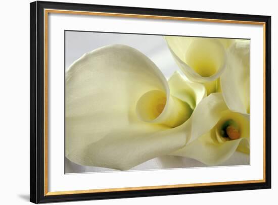 Calla Lily-Anna Miller-Framed Photographic Print