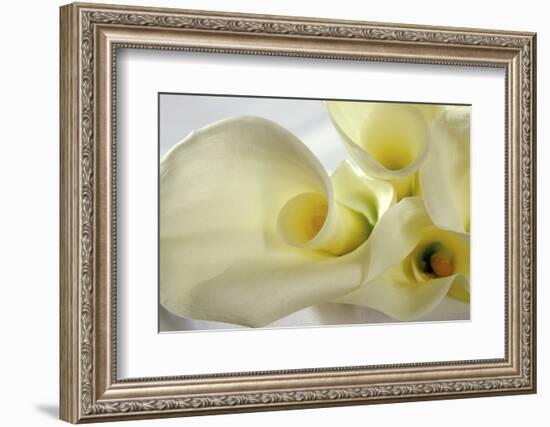 Calla Lily-Anna Miller-Framed Photographic Print