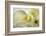 Calla Lily-Anna Miller-Framed Photographic Print