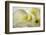 Calla Lily-Anna Miller-Framed Photographic Print