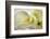Calla Lily-Anna Miller-Framed Photographic Print