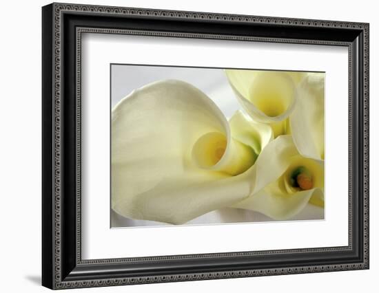 Calla Lily-Anna Miller-Framed Photographic Print