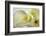 Calla Lily-Anna Miller-Framed Photographic Print