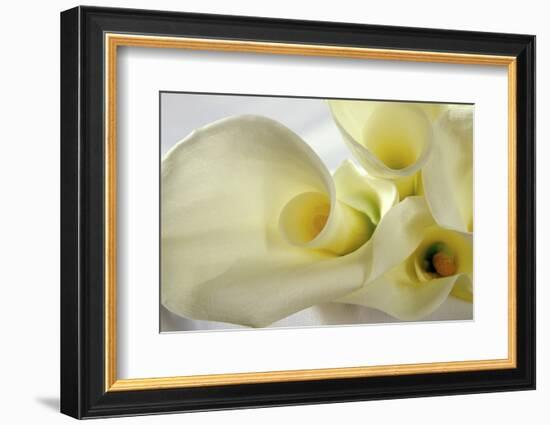 Calla Lily-Anna Miller-Framed Photographic Print