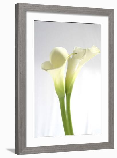 Calla Lily-Anna Miller-Framed Photographic Print