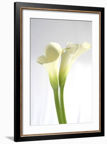 Calla Lily-Anna Miller-Framed Photographic Print