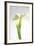 Calla Lily-Anna Miller-Framed Photographic Print