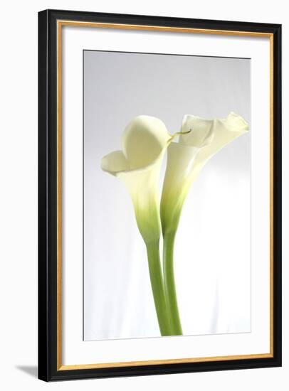 Calla Lily-Anna Miller-Framed Photographic Print