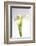 Calla Lily-Anna Miller-Framed Photographic Print