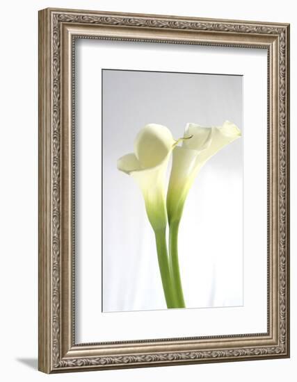 Calla Lily-Anna Miller-Framed Photographic Print