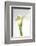 Calla Lily-Anna Miller-Framed Photographic Print