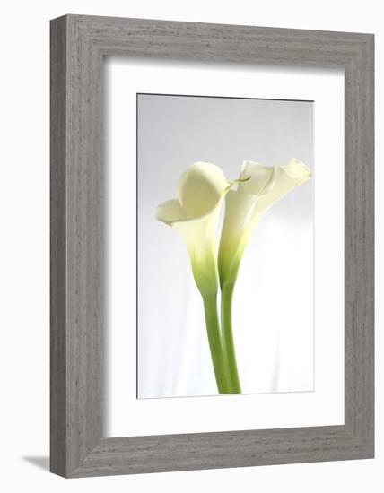 Calla Lily-Anna Miller-Framed Photographic Print