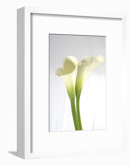 Calla Lily-Anna Miller-Framed Photographic Print