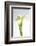 Calla Lily-Anna Miller-Framed Photographic Print