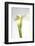 Calla Lily-Anna Miller-Framed Photographic Print