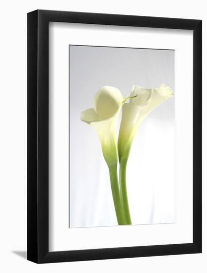 Calla Lily-Anna Miller-Framed Photographic Print